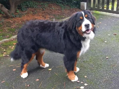Chiots nés chez nous